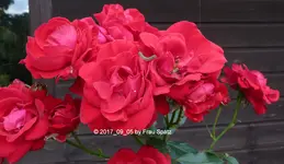 Rose rot P1070408.webp