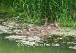 Enten P1070392.JPG