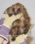 Forum Prinz Igel in Hand 5DD-31493.jpg