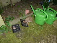 P1010619.webp