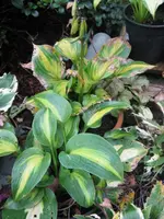 008_576x768.webp