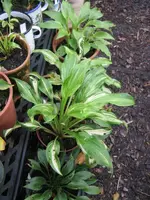 007_576x768.webp