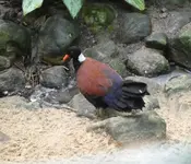 Walsrod 03.webp