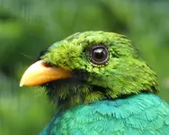 Walsrod 06.webp