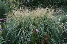 Gräser0115a.webp