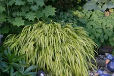 Gräser0117.webp