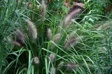 Gräser0215.webp