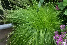 Gräser0915.webp