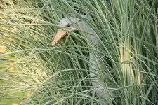 Gräser6212.webp