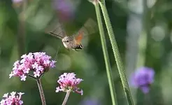 Taubenschwänzchen0215a.webp