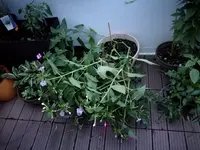 IMG_20170906_201430.webp