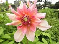 DSCI2226 (2).webp
