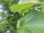 20170907_122343.jpg
