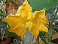 B69.webp