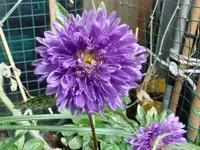 B74.webp