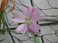 B75.webp