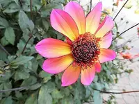 DSCI2345.webp