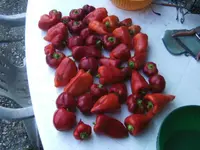 BILD8163.webp