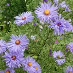 Aste 01.webp