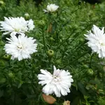 Aste 02.webp