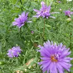 Aste 03.webp