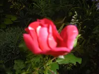 P1010902 duftrose.webp