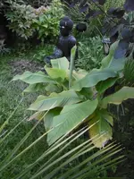 P1010900 bananenpalme.webp