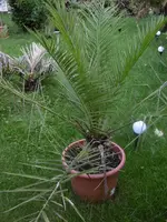 P1010899 phoenix palme.webp