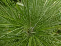P1010894chamaerops humilis.webp