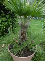 P1010893 chamaerops humilis.webp