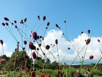 kleiner wiesenknopf.webp