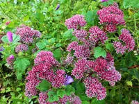 DSCF0096 (2).webp
