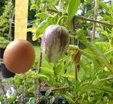 Pepino.webp