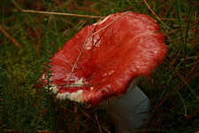 Fliegenpilz_still life5_rot900.JPG