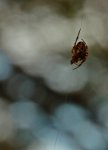 kleine Spinne_Hundekov2_800.JPG
