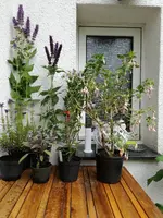 IMG_20170909_132755.webp