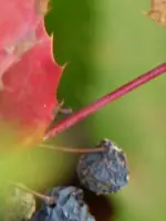 P1020031.webp