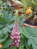 P1010908lupinie.webp