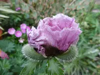 P1010909mohn.webp
