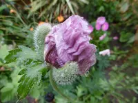P1010907mohn.webp