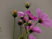 Cosmee original.webp