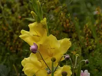 Gladiole.webp
