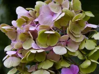 Horti.jpg