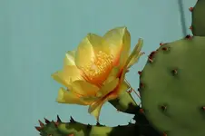 Opintie Blüte 8.9..jpg