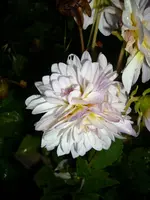 DSCI0679.webp