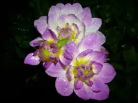DSCI0676.webp
