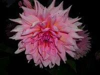 DSCI0678.webp