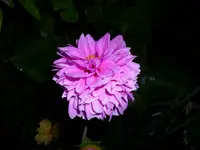 DSCI0680.webp