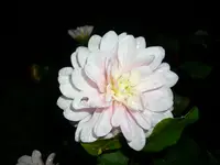 DSCI0681.webp