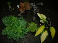 DSCI0674.webp